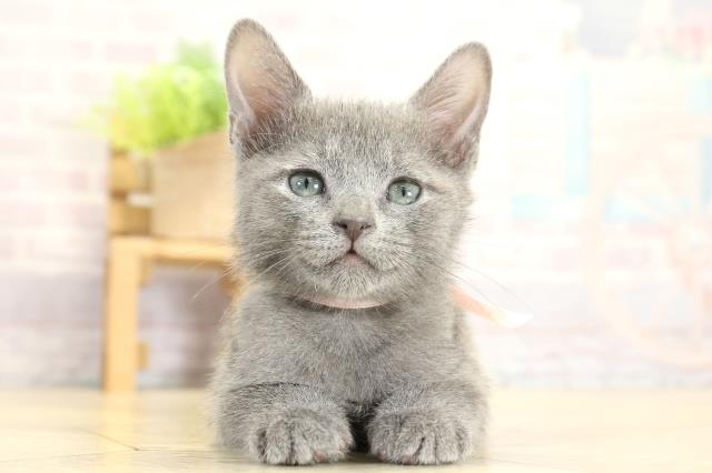 岐阜県のロシアンブルー (Coo&RIKU岐南店/2025年10月24日生まれ/女の子/ブルー)の子猫の1枚目の画像