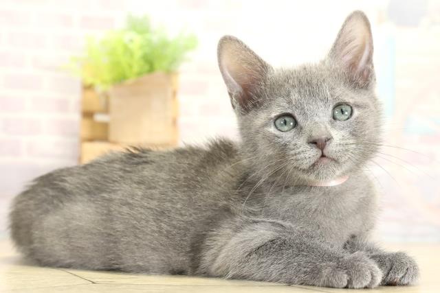 岐阜県のロシアンブルー (Coo&RIKU岐南店/2025年10月24日生まれ/女の子/ブルー)の子猫の2枚目の画像