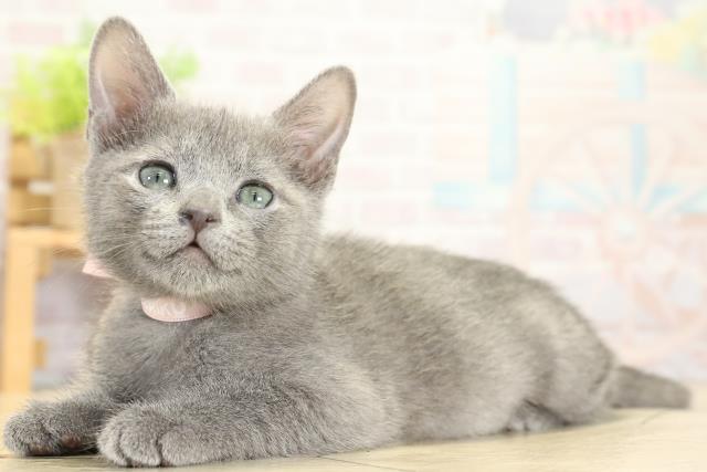 岐阜県のロシアンブルー (Coo&RIKU岐南店/2025年10月24日生まれ/女の子/ブルー)の子猫の3枚目の画像
