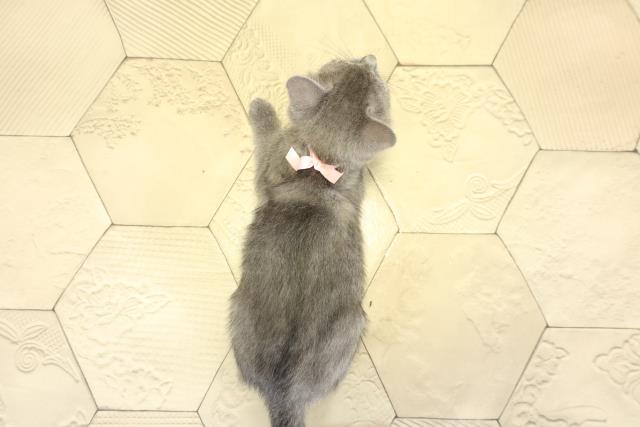 岐阜県のロシアンブルー (Coo&RIKU岐南店/2025年10月24日生まれ/女の子/ブルー)の子猫の4枚目の画像