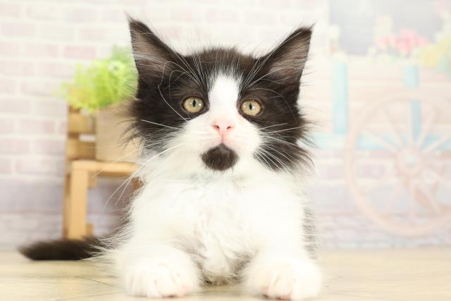 愛知県のメインクーン (Coo&RIKU岡崎店/2025年10月19日生まれ/男の子/ブラックホワイト)の子猫の1枚目の画像