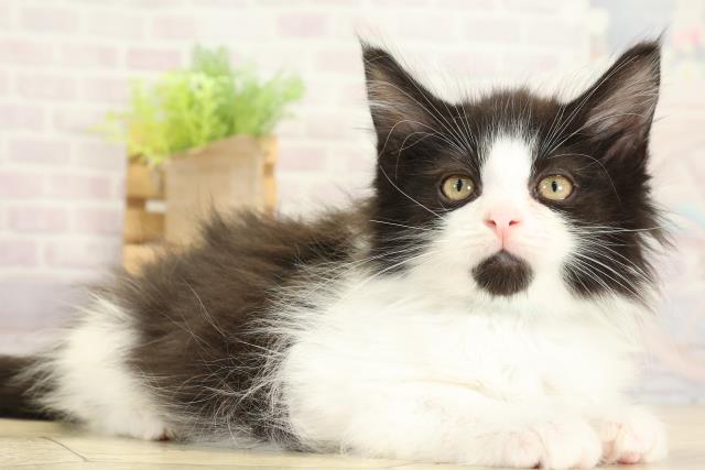 愛知県のメインクーン (Coo&RIKU岡崎店/2025年10月19日生まれ/男の子/ブラックホワイト)の子猫の2枚目の画像