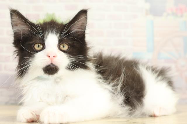 愛知県のメインクーン (Coo&RIKU岡崎店/2025年10月19日生まれ/男の子/ブラックホワイト)の子猫の3枚目の画像