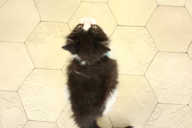 愛知県のメインクーン (Coo&RIKU岡崎店/2025年10月19日生まれ/男の子/ブラックホワイト)の子猫の4枚目の画像