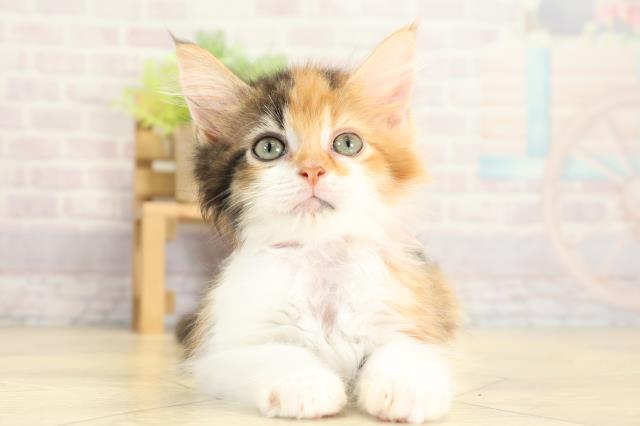 愛知県のメインクーン (Coo&RIKU半田店/2025年10月19日生まれ/女の子/キャリコ)の子猫の1枚目の画像