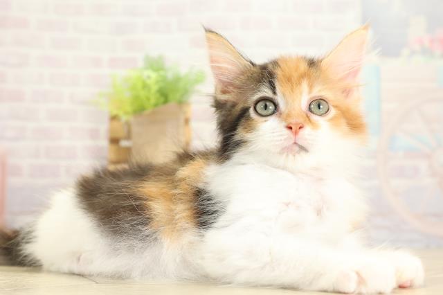 愛知県のメインクーン (Coo&RIKU半田店/2025年10月19日生まれ/女の子/キャリコ)の子猫の2枚目の画像