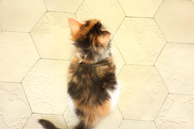 愛知県のメインクーン (Coo&RIKU半田店/2025年10月19日生まれ/女の子/キャリコ)の子猫の4枚目の画像