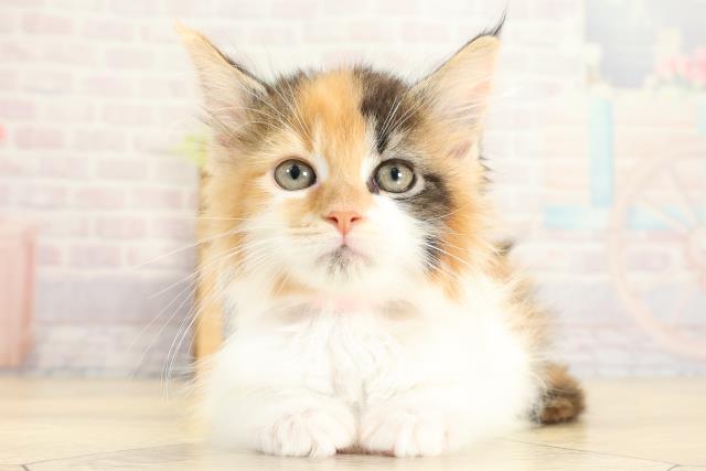 三重県のメインクーン (Coo&RIKU津高茶屋店/2025年10月19日生まれ/女の子/キャリコ)の子猫の1枚目の画像