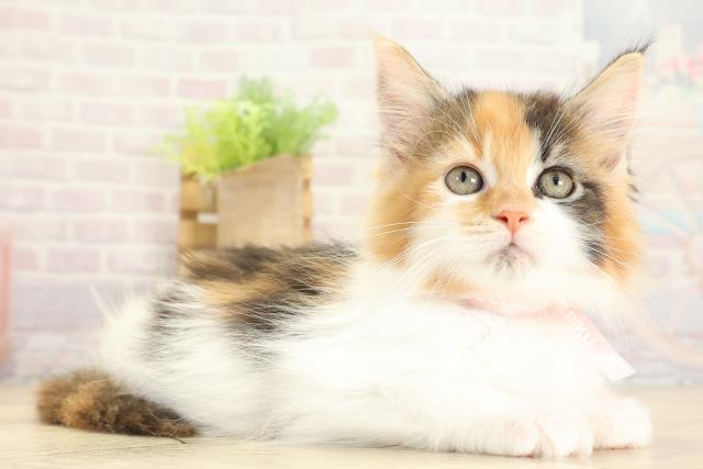 三重県のメインクーン (Coo&RIKU津高茶屋店/2025年10月19日生まれ/女の子/キャリコ)の子猫の2枚目の画像