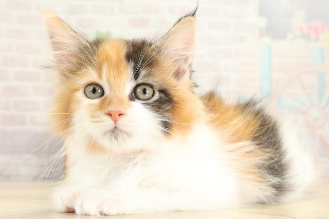 三重県のメインクーン (Coo&RIKU津高茶屋店/2025年10月19日生まれ/女の子/キャリコ)の子猫の3枚目の画像