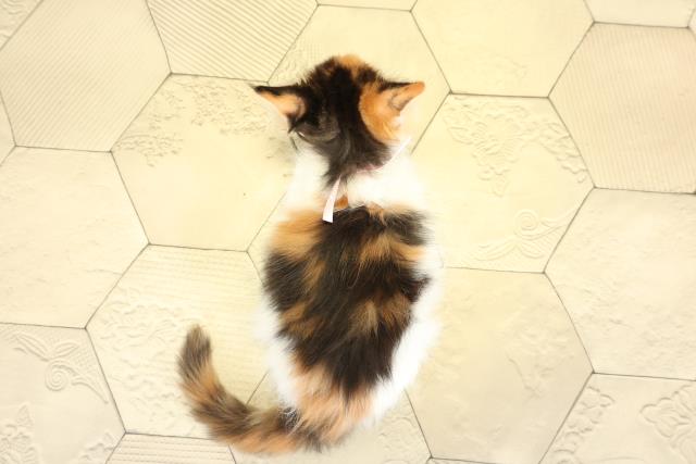 三重県のメインクーン (Coo&RIKU津高茶屋店/2025年10月19日生まれ/女の子/キャリコ)の子猫の4枚目の画像