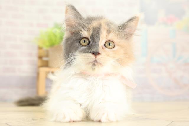 岐阜県のメインクーン (Coo&RIKU岐南店/2025年10月19日生まれ/女の子/ダイリュートキャリコ)の子猫の1枚目の画像