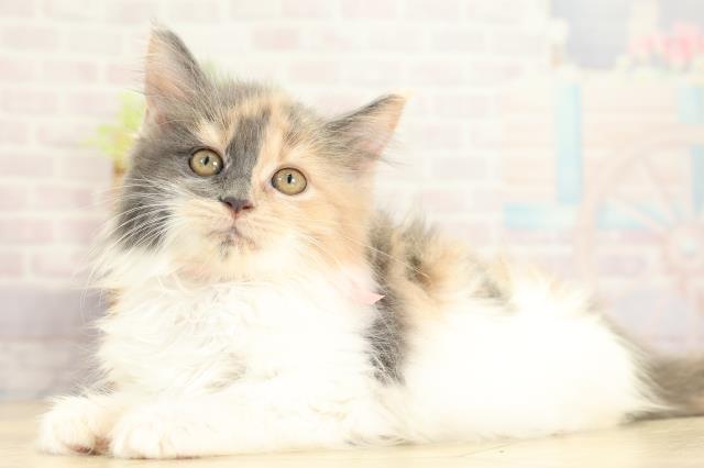 岐阜県のメインクーン (Coo&RIKU岐南店/2025年10月19日生まれ/女の子/ダイリュートキャリコ)の子猫の3枚目の画像