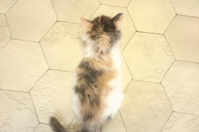 岐阜県のメインクーン (Coo&RIKU岐南店/2025年10月19日生まれ/女の子/ダイリュートキャリコ)の子猫の4枚目の画像