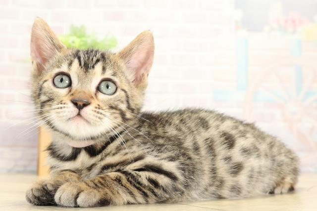 愛知県のベンガル (Coo&RIKU岡崎店/2025年10月19日生まれ/女の子/ブラウンスポットタビー)の子猫の3枚目の画像