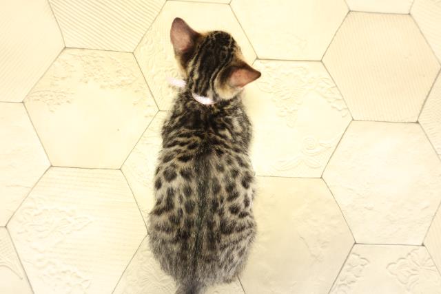 愛知県のベンガル (Coo&RIKU岡崎店/2025年10月19日生まれ/女の子/ブラウンスポットタビー)の子猫の4枚目の画像