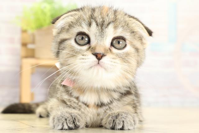 愛知県のスコティッシュフォールド (Coo&RIKU東海一宮店/2025年10月22日生まれ/女の子/ブラウンパッチドタビー)の子猫の1枚目の画像