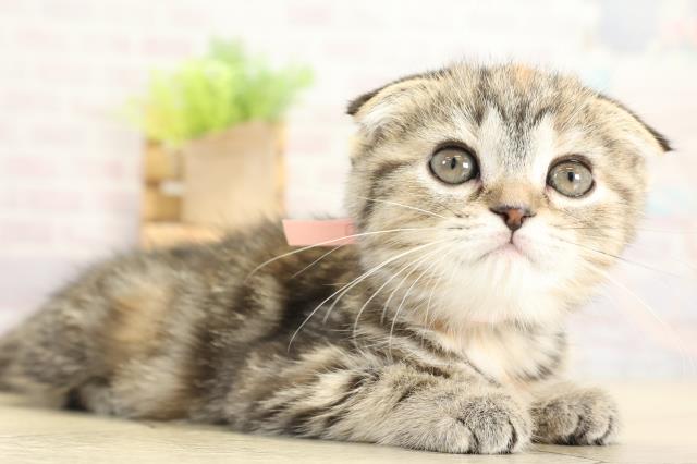 愛知県のスコティッシュフォールド (Coo&RIKU東海一宮店/2025年10月22日生まれ/女の子/ブラウンパッチドタビー)の子猫の2枚目の画像