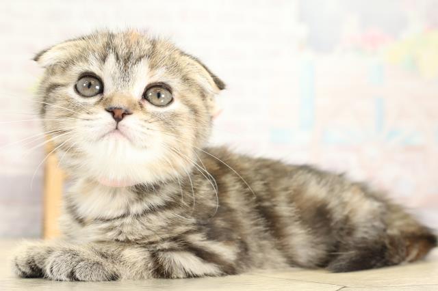 愛知県のスコティッシュフォールド (Coo&RIKU東海一宮店/2025年10月22日生まれ/女の子/ブラウンパッチドタビー)の子猫の3枚目の画像