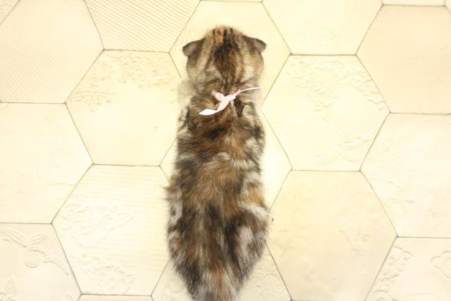 愛知県のスコティッシュフォールド (Coo&RIKU東海一宮店/2025年10月22日生まれ/女の子/ブラウンパッチドタビー)の子猫の4枚目の画像