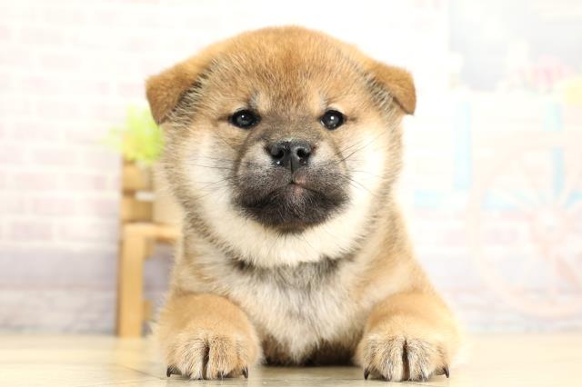 岐阜県の柴犬(標準サイズ) (Coo&RIKU岐南店/2025年11月3日生まれ/女の子/赤)の子犬の1枚目の画像