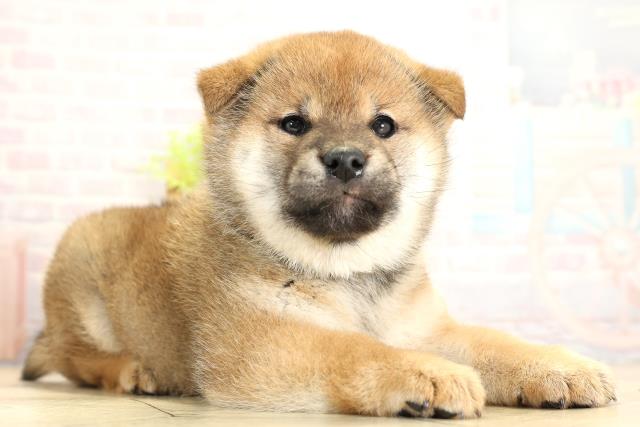 岐阜県の柴犬(標準サイズ) (Coo&RIKU岐南店/2025年11月3日生まれ/女の子/赤)の子犬の2枚目の画像