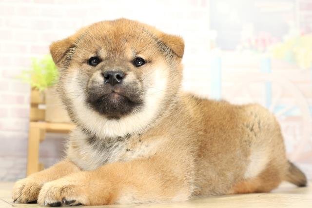 岐阜県の柴犬(標準サイズ) (Coo&RIKU岐南店/2025年11月3日生まれ/女の子/赤)の子犬の3枚目の画像