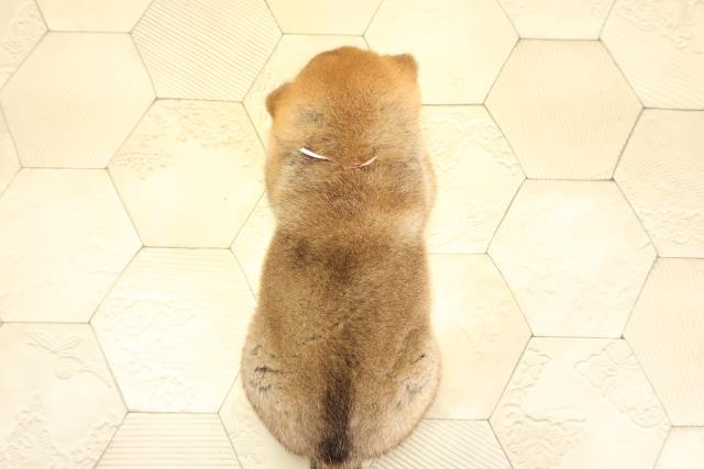 岐阜県の柴犬(標準サイズ) (Coo&RIKU岐南店/2025年11月3日生まれ/女の子/赤)の子犬の4枚目の画像