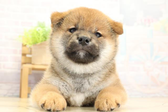 岐阜県の柴犬(標準サイズ) (Coo&RIKU岐南店/2025年11月3日生まれ/男の子/赤)の子犬の1枚目の画像