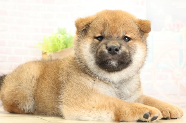 岐阜県の柴犬(標準サイズ) (Coo&RIKU岐南店/2025年11月3日生まれ/男の子/赤)の子犬の2枚目の画像