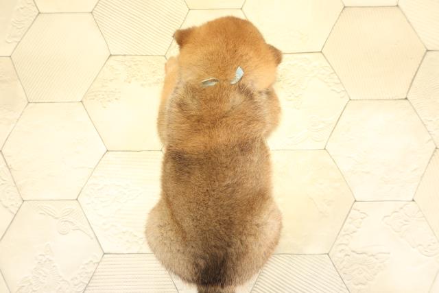 岐阜県の柴犬(標準サイズ) (Coo&RIKU岐南店/2025年11月3日生まれ/男の子/赤)の子犬の4枚目の画像