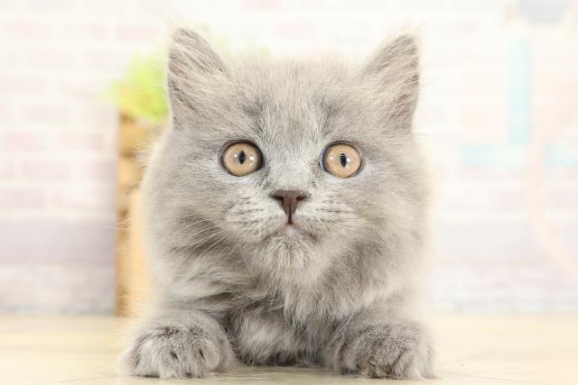 愛知県のブリティッシュロングヘアー (Coo&RIKU東海一宮店/2025年11月2日生まれ/女の子/ブルー)の子猫の1枚目の画像