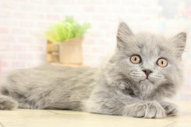 愛知県のブリティッシュロングヘアー (Coo&RIKU東海一宮店/2025年11月2日生まれ/女の子/ブルー)の子猫の2枚目の画像