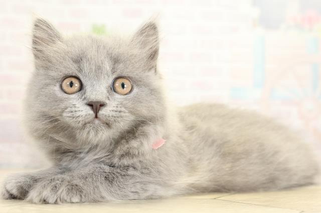 愛知県のブリティッシュロングヘアー (Coo&RIKU東海一宮店/2025年11月2日生まれ/女の子/ブルー)の子猫の3枚目の画像