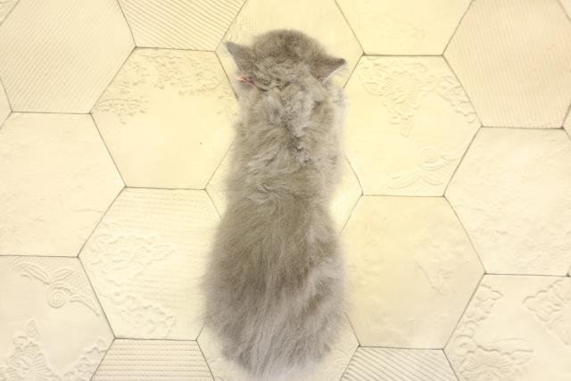 愛知県のブリティッシュロングヘアー (Coo&RIKU東海一宮店/2025年11月2日生まれ/女の子/ブルー)の子猫の4枚目の画像