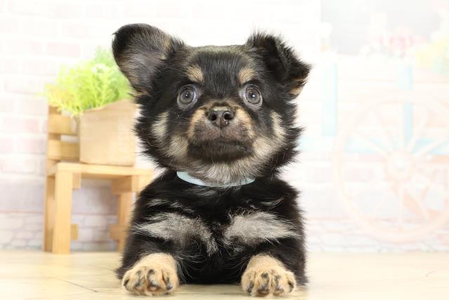 岐阜県のチワワ(ロング) (Coo&RIKU岐阜店/2025年11月1日生まれ/男の子/ブラックタン)の子犬の1枚目の画像