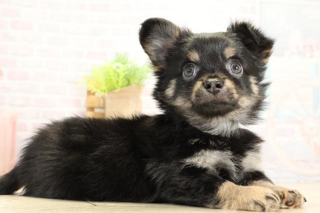 岐阜県のチワワ(ロング) (Coo&RIKU岐阜店/2025年11月1日生まれ/男の子/ブラックタン)の子犬の2枚目の画像