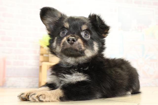 岐阜県のチワワ(ロング) (Coo&RIKU岐阜店/2025年11月1日生まれ/男の子/ブラックタン)の子犬の3枚目の画像