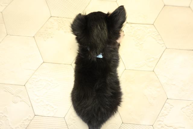 岐阜県のチワワ(ロング) (Coo&RIKU岐阜店/2025年11月1日生まれ/男の子/ブラックタン)の子犬の4枚目の画像