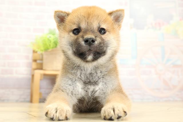 愛知県の柴犬(標準サイズ) (Coo&RIKU春日井店/2025年11月2日生まれ/女の子/赤)の子犬の1枚目の画像