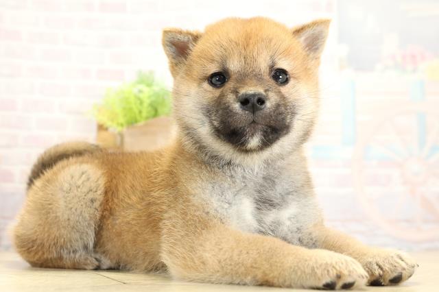 愛知県の柴犬(標準サイズ) (Coo&RIKU春日井店/2025年11月2日生まれ/女の子/赤)の子犬の2枚目の画像