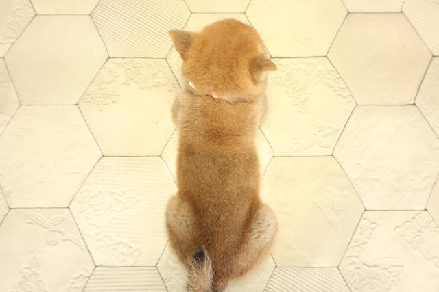 愛知県の柴犬(標準サイズ) (Coo&RIKU春日井店/2025年11月2日生まれ/女の子/赤)の子犬の4枚目の画像