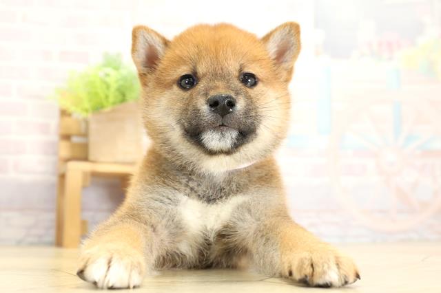 愛知県の柴犬(標準サイズ) (Coo&RIKU名古屋みなと店/2025年11月2日生まれ/女の子/赤)の子犬の1枚目の画像