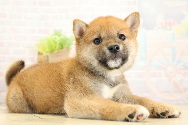 愛知県の柴犬(標準サイズ) (Coo&RIKU名古屋みなと店/2025年11月2日生まれ/女の子/赤)の子犬の2枚目の画像