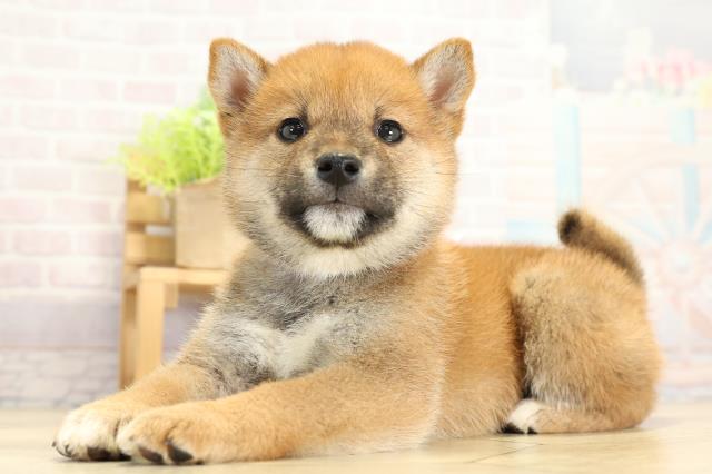 愛知県の柴犬(標準サイズ) (Coo&RIKU名古屋みなと店/2025年11月2日生まれ/女の子/赤)の子犬の3枚目の画像