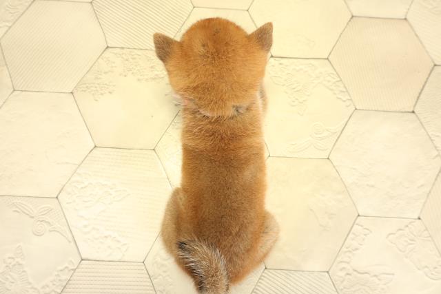 愛知県の柴犬(標準サイズ) (Coo&RIKU名古屋みなと店/2025年11月2日生まれ/女の子/赤)の子犬の4枚目の画像