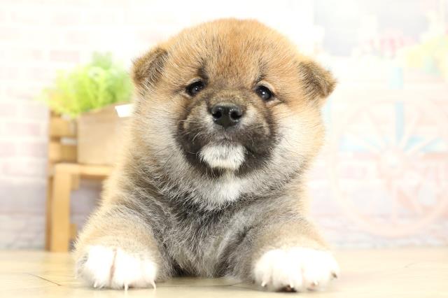 三重県の柴犬(標準サイズ) (Coo&RIKU四日市店/2025年11月1日生まれ/男の子/赤)の子犬の1枚目の画像