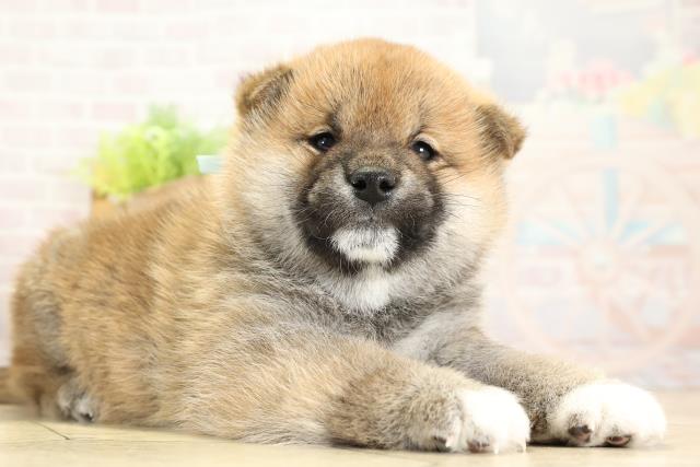 三重県の柴犬(標準サイズ) (Coo&RIKU四日市店/2025年11月1日生まれ/男の子/赤)の子犬の2枚目の画像