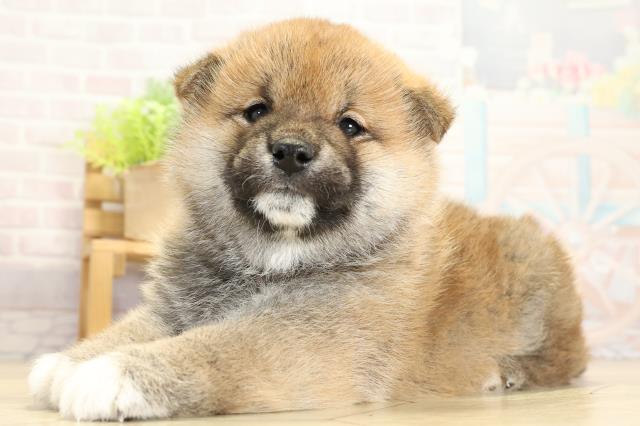 三重県の柴犬(標準サイズ) (Coo&RIKU四日市店/2025年11月1日生まれ/男の子/赤)の子犬の3枚目の画像