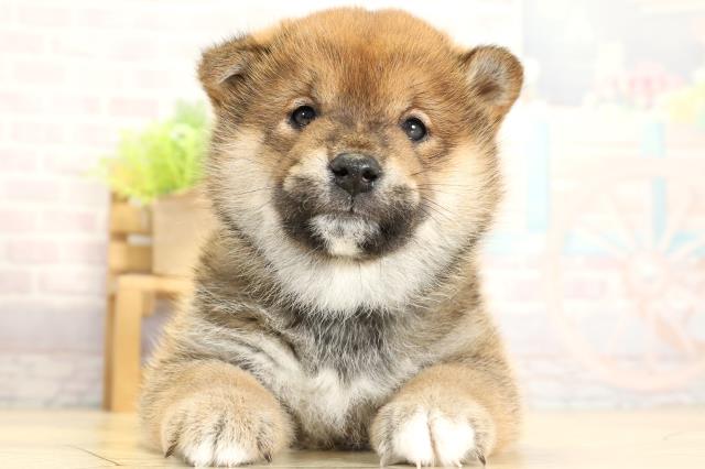 岐阜県の柴犬(標準サイズ) (Coo&RIKU各務原店/2025年11月1日生まれ/男の子/赤)の子犬の1枚目の画像